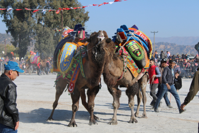Ege, Deve Güreşlerinde Aşılama Oranları Yükselmeden Sezon Başlamıyor