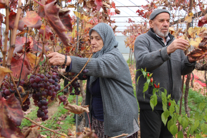 Amasya’da Feruziye Nine, Aralıkta Serada Üzüm Hasadı