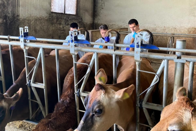 Kırklareli, Hayvancılık İşletmelerinde Ari Kontroller Sürüyor