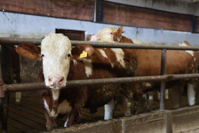 Elazığ, TKDK Desteğiyle 35 Baş Hayvandan 300 Baş Çiftliğe