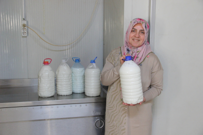 Çorum, Kadın Girişimci Mandacılıkla 100 Hayvana Ulaştı