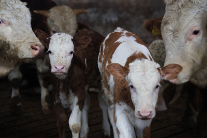 Elazığ, İkiz Buzağı Sevinci Besicinin Yüzünü Güldürdü