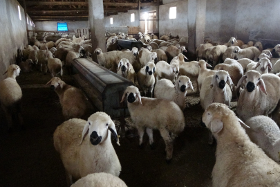 Yozgat’ta 40 Yıllık Küçükbaş Hayvan Yetiştiriciliği