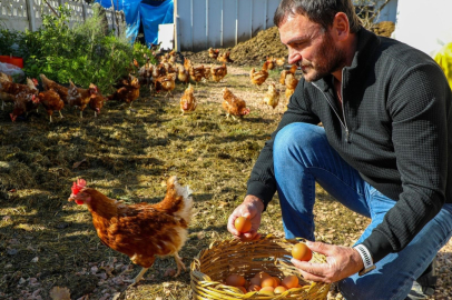Ordu, Yumurta Üretimi Belediyenin Destekleriyle Arttı