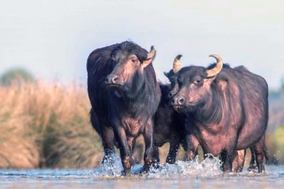 Ondokuz Mayıs Üniversitesi, Türkiye’de Manda Sayısı Hızla Azalıyor
