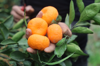 Hatay, Mandalina Hasadında Bereket Var Çiftçi Fiyattan Şikâyetçi