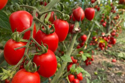 Antalya Hallerinde Aralık Ayı Domates, Meyve Ve Sebze Endeksleri Açıklandı