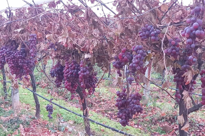 Sarıgöl, Dalında Bekletilen Üzümler Yeni Yıla Taze Girdi