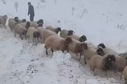 Besni, Dağda Mahsur Kalan Çobanlar Ve Sürüsü Kurtarıldı