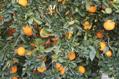 Kozan Portakalında Hasat Başladı Talep Yoğun