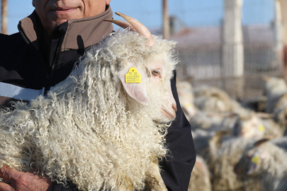 Nesli tükenme tehlikesindeki Ankara keçileri koruma altında