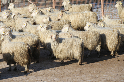 Nesli tehlike altındaki 1200 Ankara keçisi özenle korunuyor