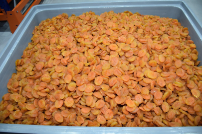 Zor koşullara rağmen kayısı ihracatı 303 milyon dolara ulaştı