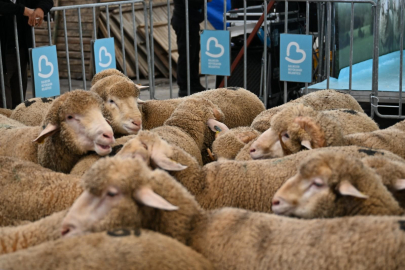 Başkan Akın Bigadiçli üreticiyi sevindirdi