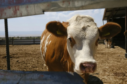 Besilik hayvan ithalatı için yeni tarih duyuruldu