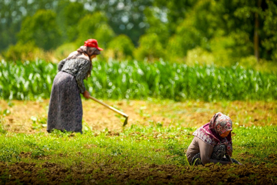 Kooperatif ve birliklere yüzde 75 hibe desteği