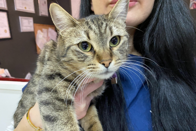 "Tüyü var üşümez inancı yanlış"