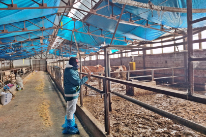 Tavşanlı’da hayvancılık işletmeleri için kapasite çalışması