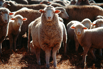 35 koyun vahşi hayvan saldırısında telef oldu destek sağlandı