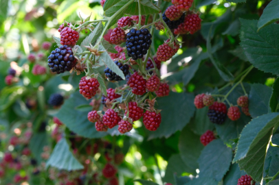 Kestel’de ahududu ve böğürtlen için Sırbistan modeli devrede