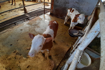 Çiftçinin yüzü ikiz doğumla güldü