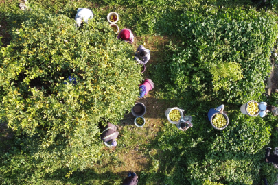 Tarım-ÜFE’de yıllık artış %36,01