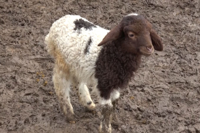 Annesinin kabul etmediği kuzuyu keçiler sahiplendi