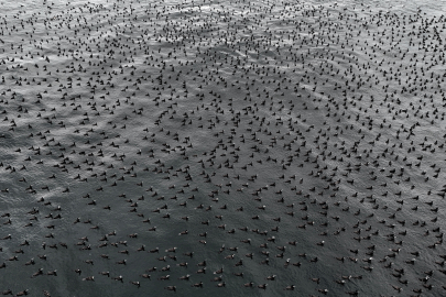 Damatlıklarını giyen karabataklar İstanbul Boğazı’nda buluştu