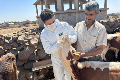 Şırnak’ta hayvancılığa 2025’te güçlü dokunuş