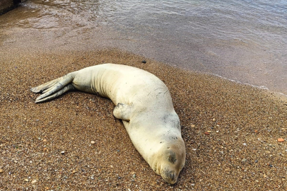 Yunanistan’dan kaçan Akdeniz foku Antalya’da denize salındı