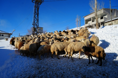 Bayburtlu besici zorlu kışa rağmen 140 hayvanı sevgiyle yetiştiriyor
