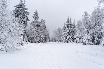 Kar yağışı Karacadağ'daki yaban hayatını zorladı