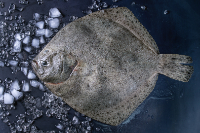 Kaçak avcılık operasyonunda 500 kalkan balığına el konuldu