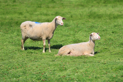 Bursa'da küçükbaşa yönelik önemli bir proje hayata geçiyor