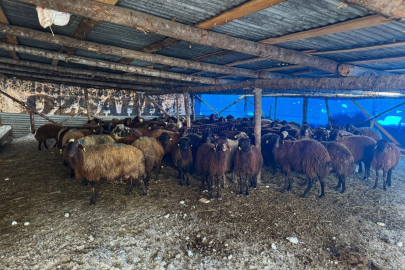 Bayburt’ta yeni üreticilere hayvancılık desteği