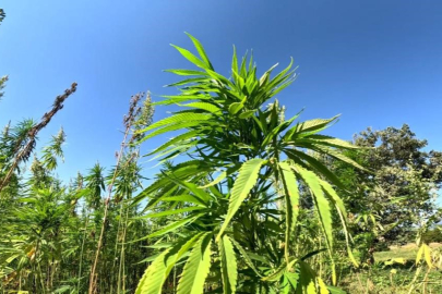 Samsun’da kenevir üretimi için son başvuru 1 Nisan