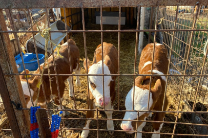 Üçüz buzağılara altınlı kutlama