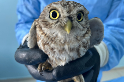 Van’da bitkin düşmüş yaban hayvanlarına şefkat eli