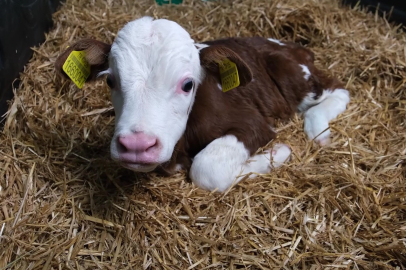 Bakanlıktan Amasya’da etçi buzağı hamlesi