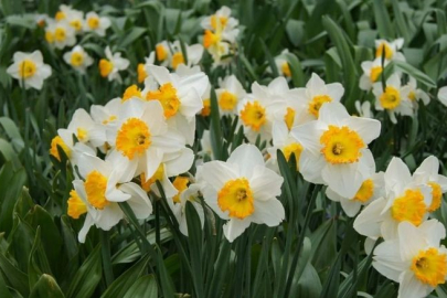 Bayındır’da yetişen nergis bilimin odağında