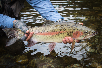 Van’da alabalık üretimi zorlu şartlarda sürüyor