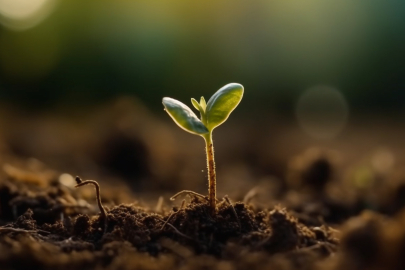 Türkiye tohumda ihracatçı ülke oldu