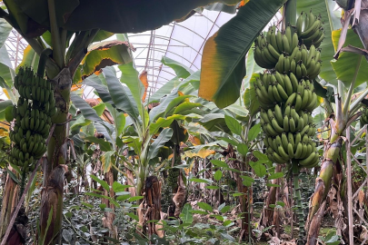 Türkiye’nin muzunun yüzde 40’ı Alanya’dan