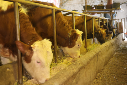 Elazığ’da Dondurucu Soğukta Besicilerin Zorlu Mesaisi