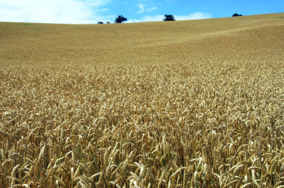 FAO, Küresel Tahıl Stok Oranı Zirveye Çıkıyor