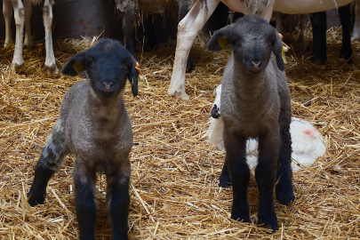 Bandırma, Etçil Koyunda Irk Tesciline Yaklaştı