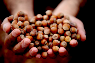 Düzce, Ocakta AB’ye 811 Ton Fındık İhraç Etti