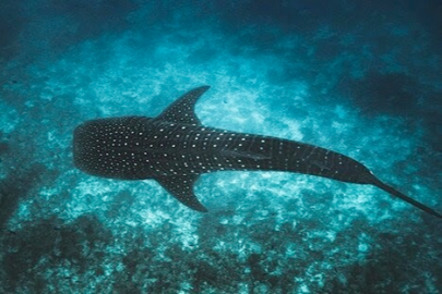 Maldivler İkonik Balina Köpek Balıklarını Korumak İçin Tech4Nature Projesini Başlattı