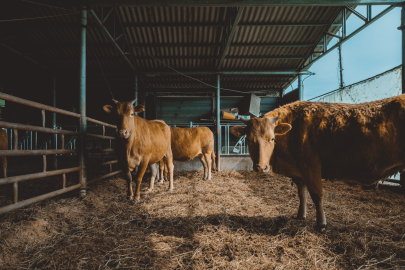 Çetereisi: "Hükümet hayvancılığı bitiriyor, amaç ithal et"