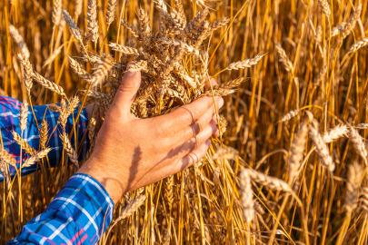 Yağışlarla birlikte 2026 hasadında rekor beklentisi